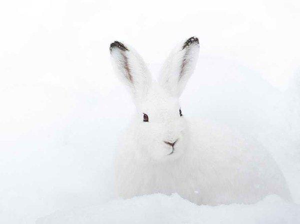 13. Dağ tavşanı, beyaz tüyleri ile karda hiç dikkat çekmiyor.