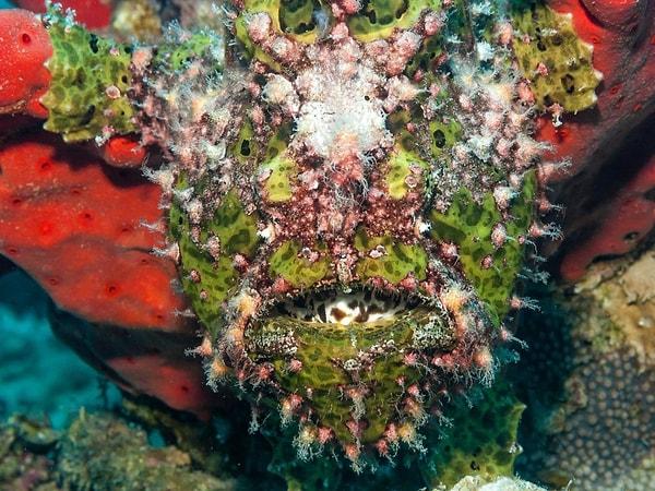 15. İyi gizlenmiş kurbağa balığı, kameralara ağzını açıyor.