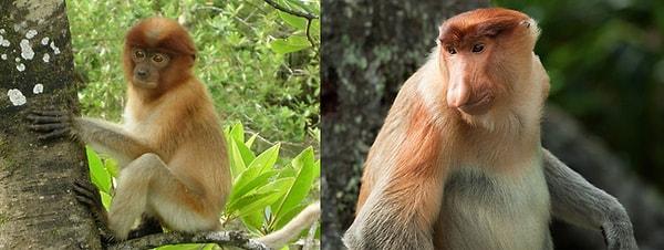 9. Proboscis Maymunu
