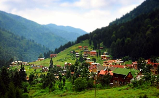 Trabzon'un Hiç Bilmediğiniz Halüsinojen Gıdası "Deli Bal"ın Şaşılası Hikayesi