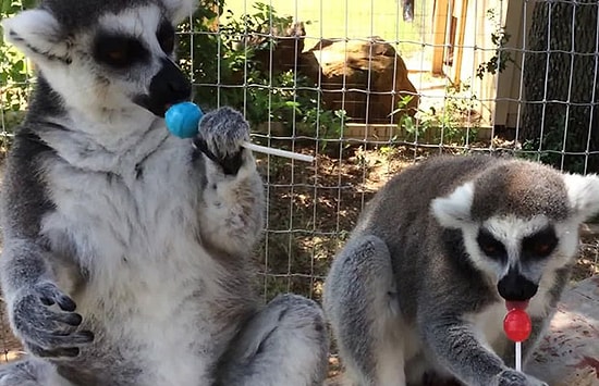 İlk Defa Lolipopla Tanışan Lemurlar