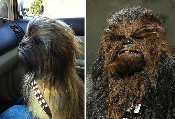 2. Star Wars 7'de Chewbacca rolünü kaptın hadi bakalım.