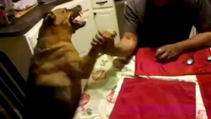 Aşırı Sinirli Köpekle Bilek Güreşi Yapan Adam