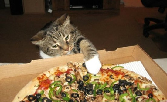 Yemek Yerken Kedi Olduğunu Unutup Kendini İnsan Sanan 30 Kedicik