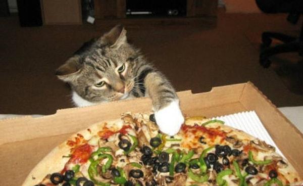 11. "Bir keresinde eşimle pizza sipariş etmiştik ve kutuları salonda bırakıp kalan işlerimizi bitirmeye gittik. Salona geri döndüğümüzde kedimizin kutuların başına oturup pizza yediğini gördük."