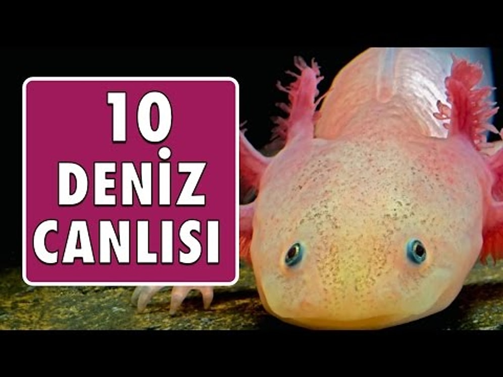 En Tuhaf 10 Deniz Canlısı