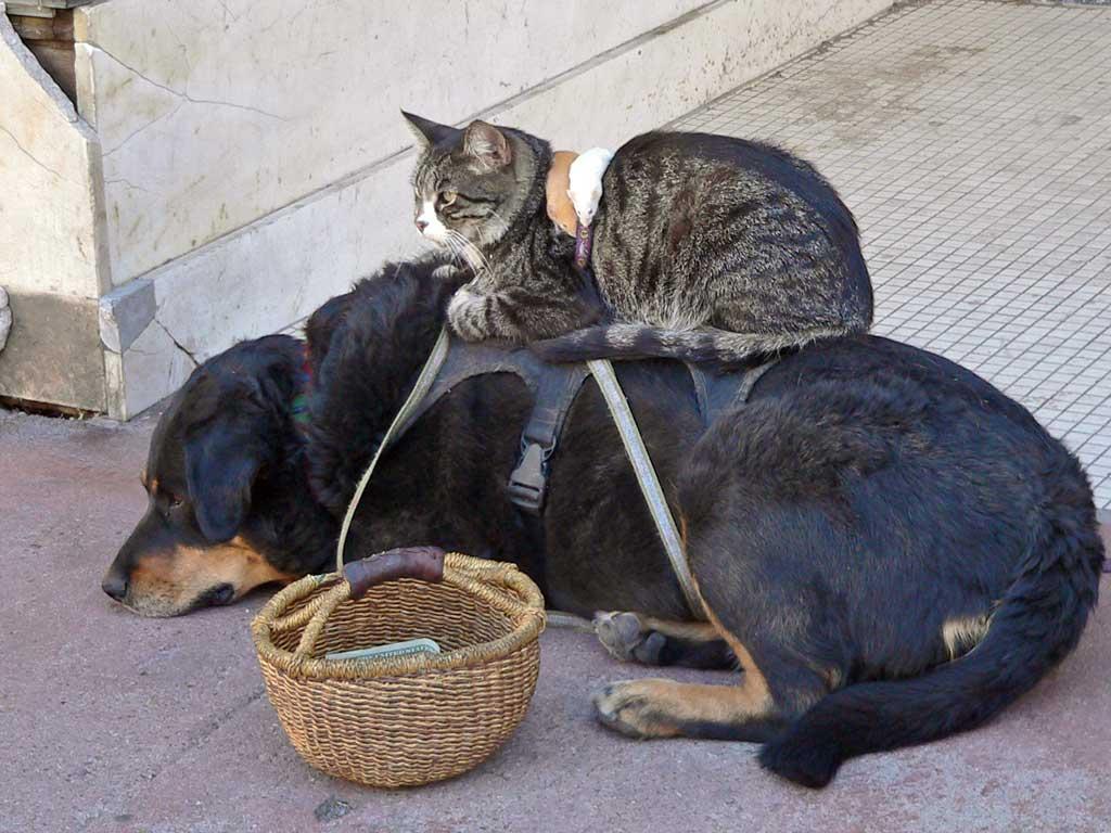 Kedi ile Köpek Anlaşamaz Diyenlere İnat Enseye Şaplak 35 KediKöpek