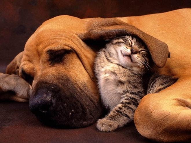 Kedi ile Köpek Anlaşamaz Diyenlere İnat Enseye Şaplak 35 Kedi-Köpek Hali