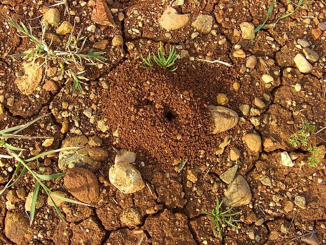 7. Karıncaların yaptıkları yuvaların daima güney yönünü göstermesi