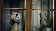 18 Duygusal Fotoğrafla ''Pencereden Bakan Hayvanlar''