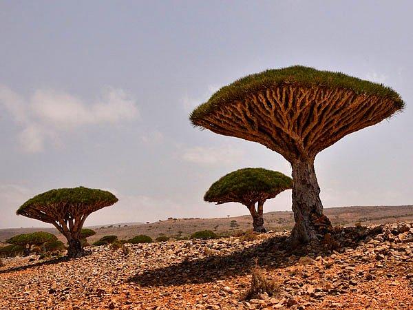 4. Socotra Adası, Yemen