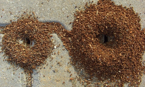 10. Бросать в муравейник крошки и наблюдать за работой муравьев.