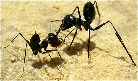Karıncaları dövüştürmek.