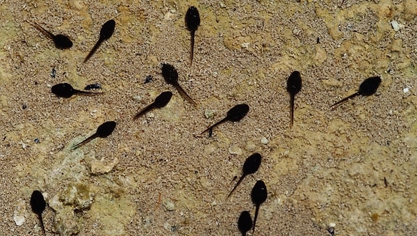 8. Ловить головастиков.