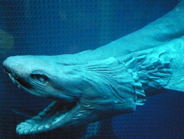 3. Fırfırlı Köpekbalığı