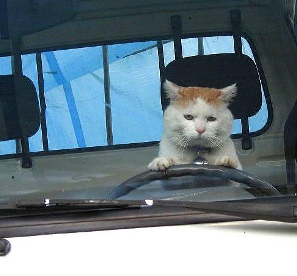 8. Şoförlüğe merak saran tatlı bir kedicik.