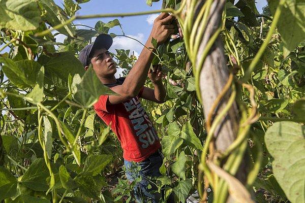 6. Mevsimlik tarımda çalıştırılan çocuklar “tarım işçisi” sayılıyor mu? Sigortaları, sosyal güvenceleri var mı?