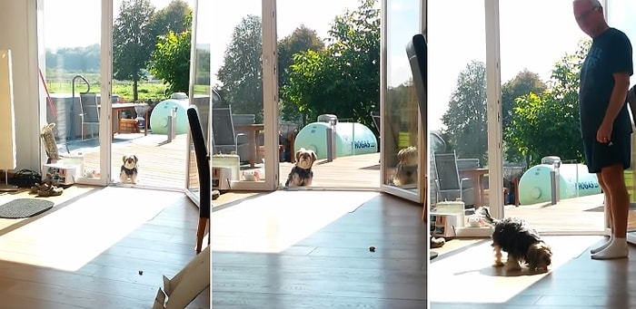 Camı Kapalı Sanan Şapşal Köpek