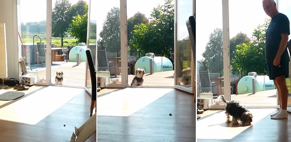 Camı Kapalı Sanan Şapşal Köpek