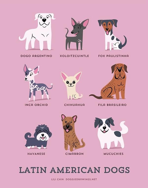 8. Latin Amerika Köpekleri
