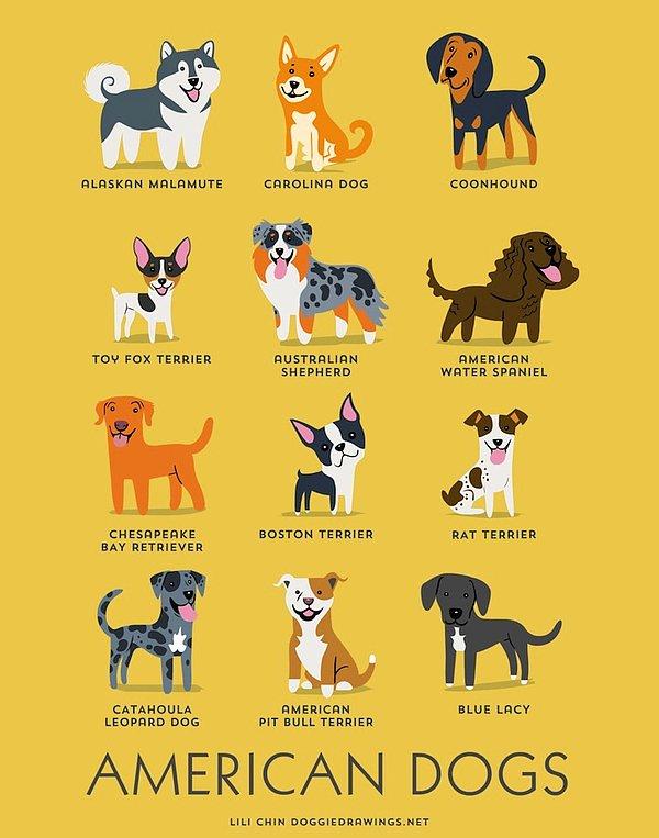 9. Amerikan Köpekleri