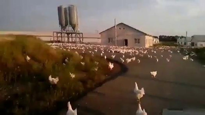 Çiftliğe Bomba Düştü Binlerce Tavuk Özgürlüğüne Kavuştu