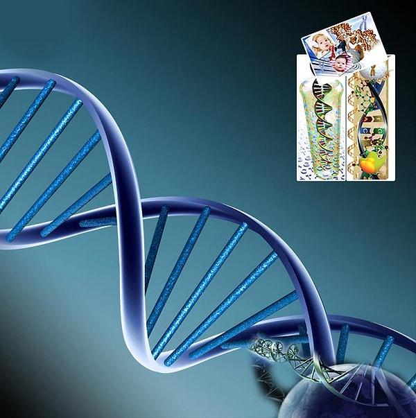 1. Kromozomlar, hücrenin çekirdeğindeki DNA molekülünü sıkıştırarak koruyan paketlerdir.