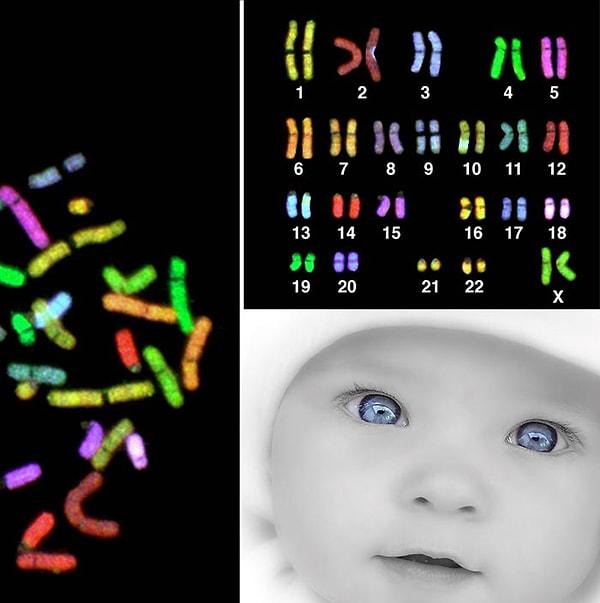 3. Her insan hücresinin (üreme hücreleri hariç) çekirdeğinde 23 çift halinde 46 kromozom vardır.