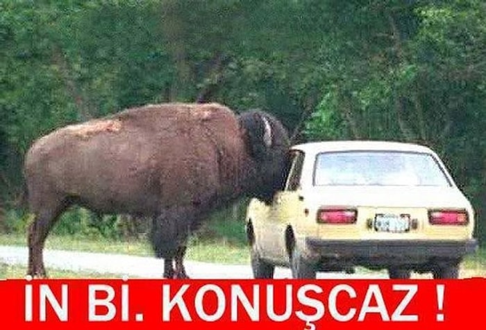 Kurban Bayramına Özel Kavurma Tadında 23 Komik Caps