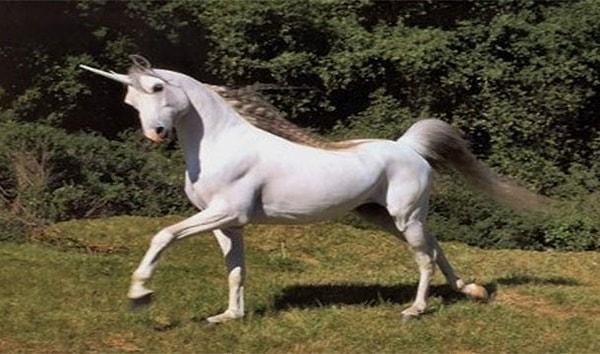 13. İşkoçya'nın milli hayvanının tek boynuzlu at olması
