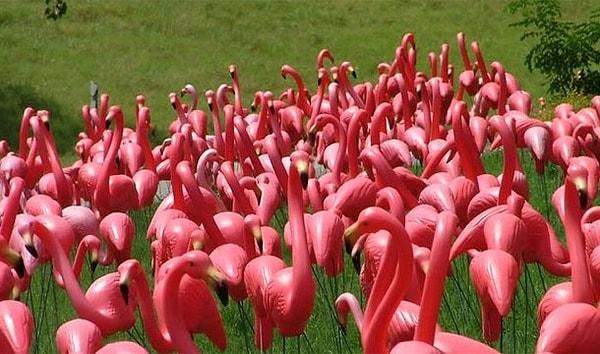 14. Dünya üzerinde gerçek flamingodan fazla yapma flamingo olması