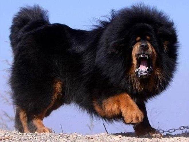 2.4 Milyon Dolarlık Dünyanın En Pahalı Köpeği: Tibet Mastifi