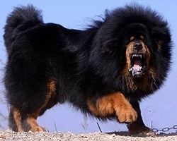 Çin'de, Tibet Mastifi cinsi 80 kiloluk 'Hong Dong' adlı köpek, 2.4 milyon TL satılarak, dünyanın en pahalı köpeği oldu.