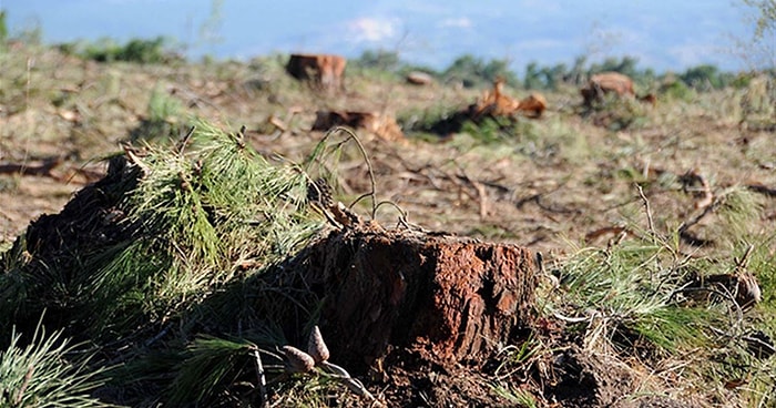 Çanakkale 2043 Hedefi: 8 Bin 500 Hektar Kızılçam Kesilecek