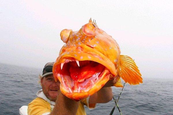 22. İşte turuncu parlak bir balık, aynı NEMO değil mi? Hayır mı?