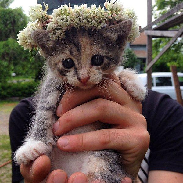 7. Dünyanın en tatlı gözlerine sahip prenses kedi