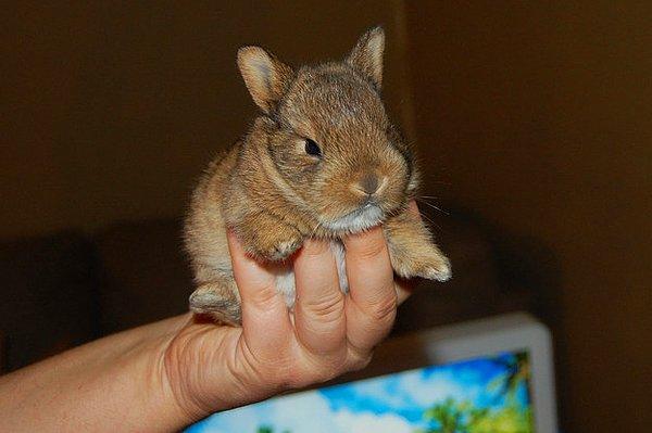 12. Dünyanın en tatlı burnuna sahip küçük tavşancık