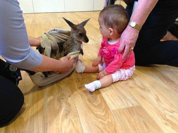 19. Küçük bir insanla tanıştırılan bebek kanguru