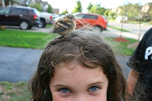 24. Küçük bir kızın kafasında dolaşmak isteyen yavru kuş