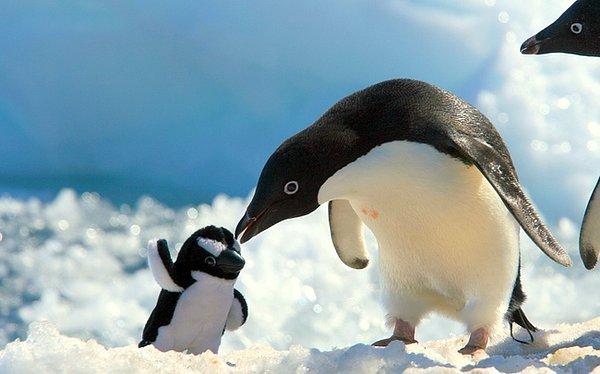 4. Minyatürüyle tanışan sevimli penguen.