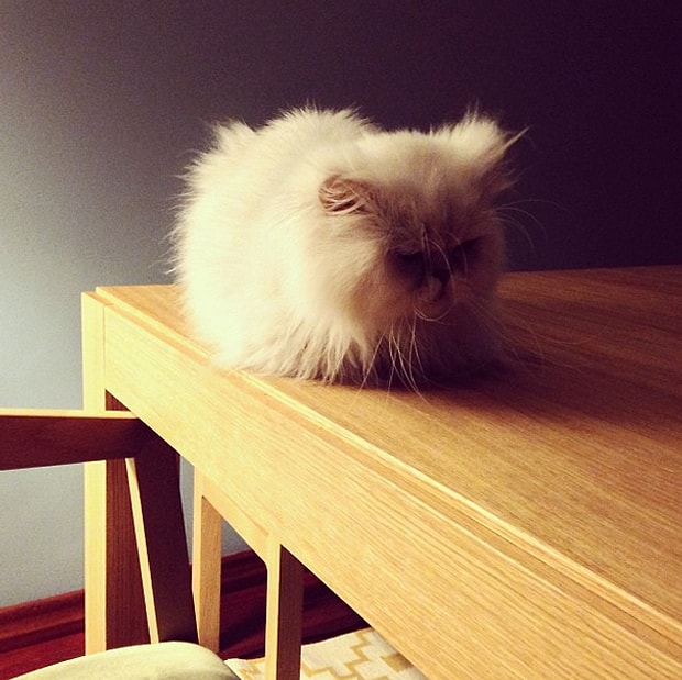 Kedi Zihni Den Evde Yatak Odasi Disinda Uyuyabileceginiz 14 Farkli Yer