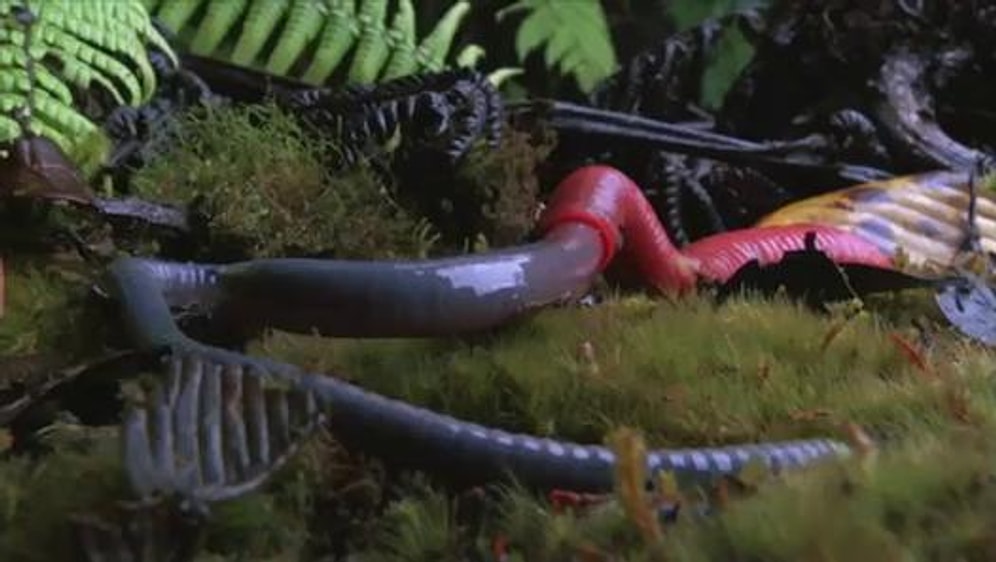 Dev Solucanı Avlayan Dev Sülüğün Çok Şaşırtıcı Videosu