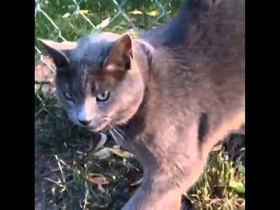 Baya Baya Korna Sesi Çıkaran Kedi