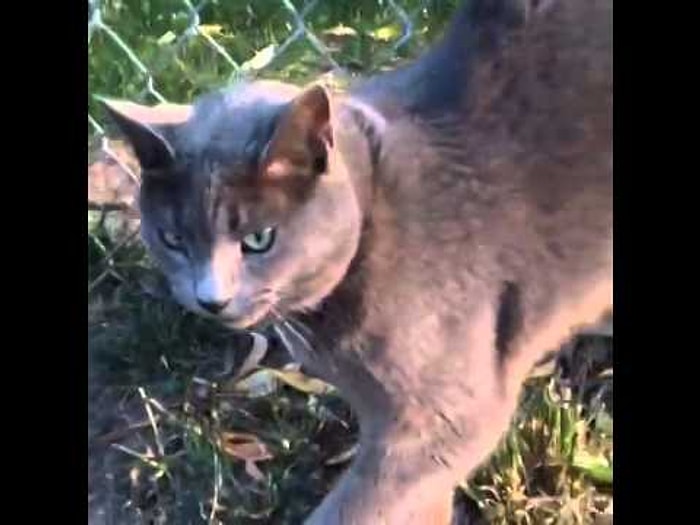 Baya Baya Korna Sesi Çıkaran Kedi