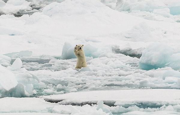 7. Kutup ayısı, Svalbard - Norveç