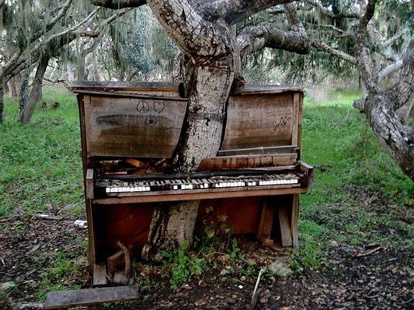 1. Terk edilmiş bir piyanonun içinde büyüyen ağaç
