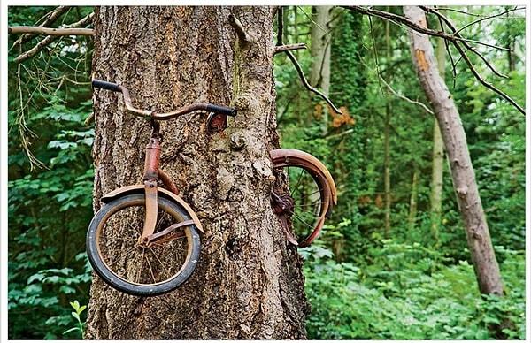 8. Ağaç küçükken bağlanmış ve orada unutulmuş bir bisiklet