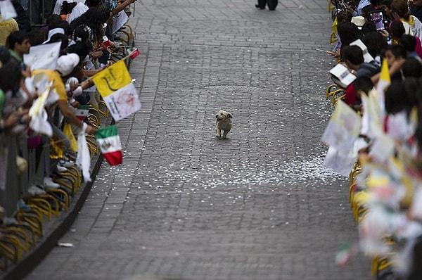 39. Meksika'da Papa halkı selamlarken peşine takılan bir köpek keyifle alanı izliyor. (2011)