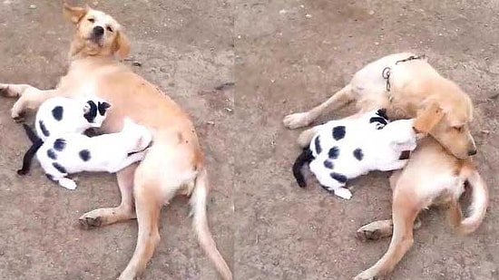 Anneleri Ölen 3 Kedi Yavrusuna Köpek Sahip Çıktı