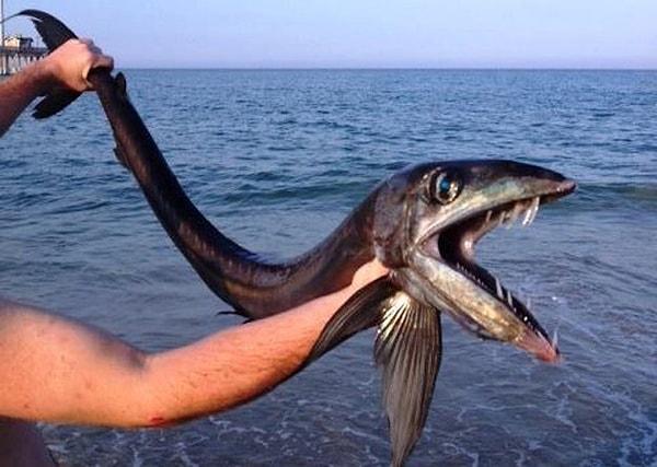 6. Kuzey Karolina sahillerine vuran korkunç görünümlü balık.